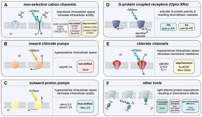 Specificity, Versatility, and Continual Development: The Power of Optogenetics for <mark class="highlighted">Epilepsy Research</mark>